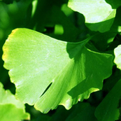 Cayoma Ginkgo 