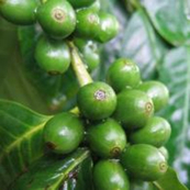 Cayoma Green Coffee