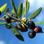 Cayoma Olive 